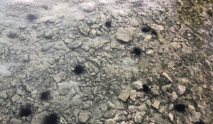 long spined urchins in shallow water