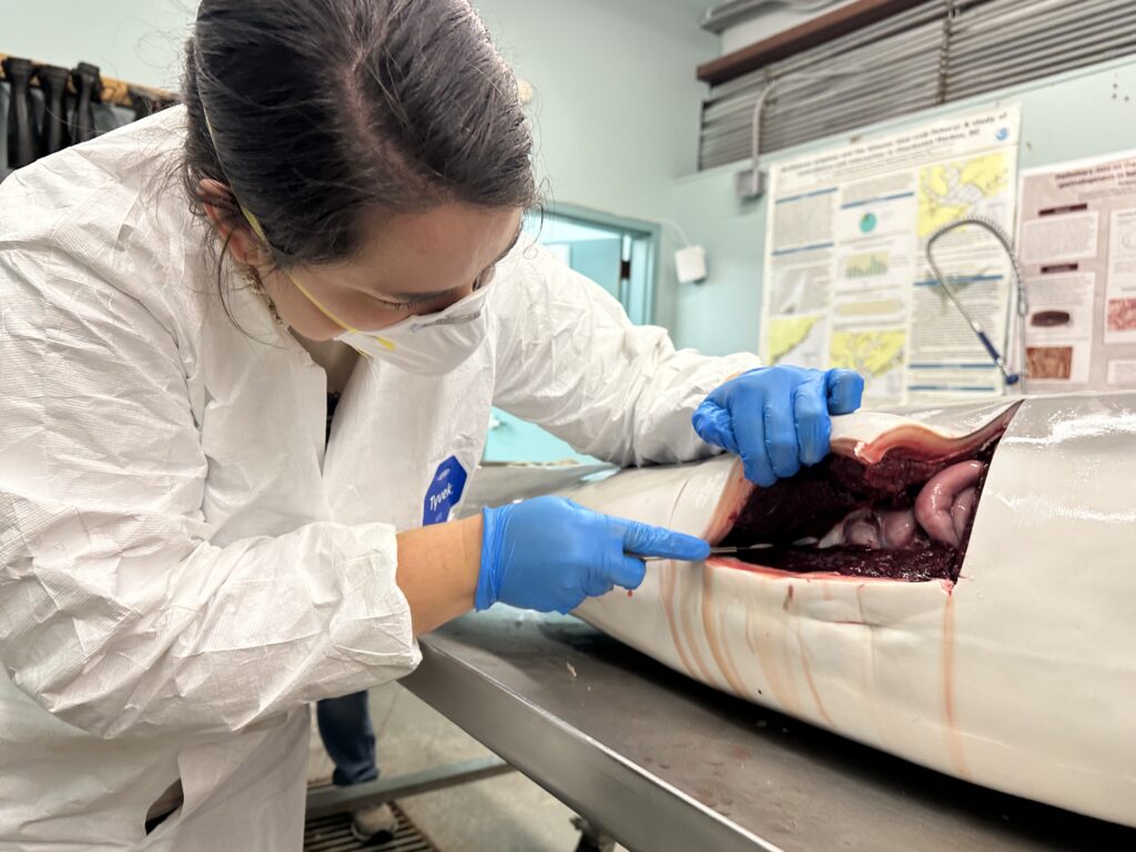Woman in a lab cuts into abdomen of a marine mammal