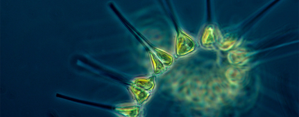 microscopic view of an organism